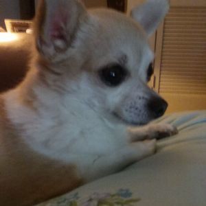 Meet your Posher, Carline